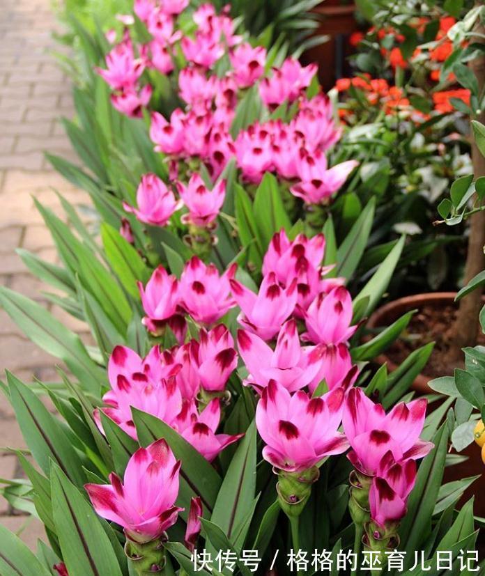 一块“大生姜”，开满粉荷花，家里养一盆，仙气飘飘，开花100天