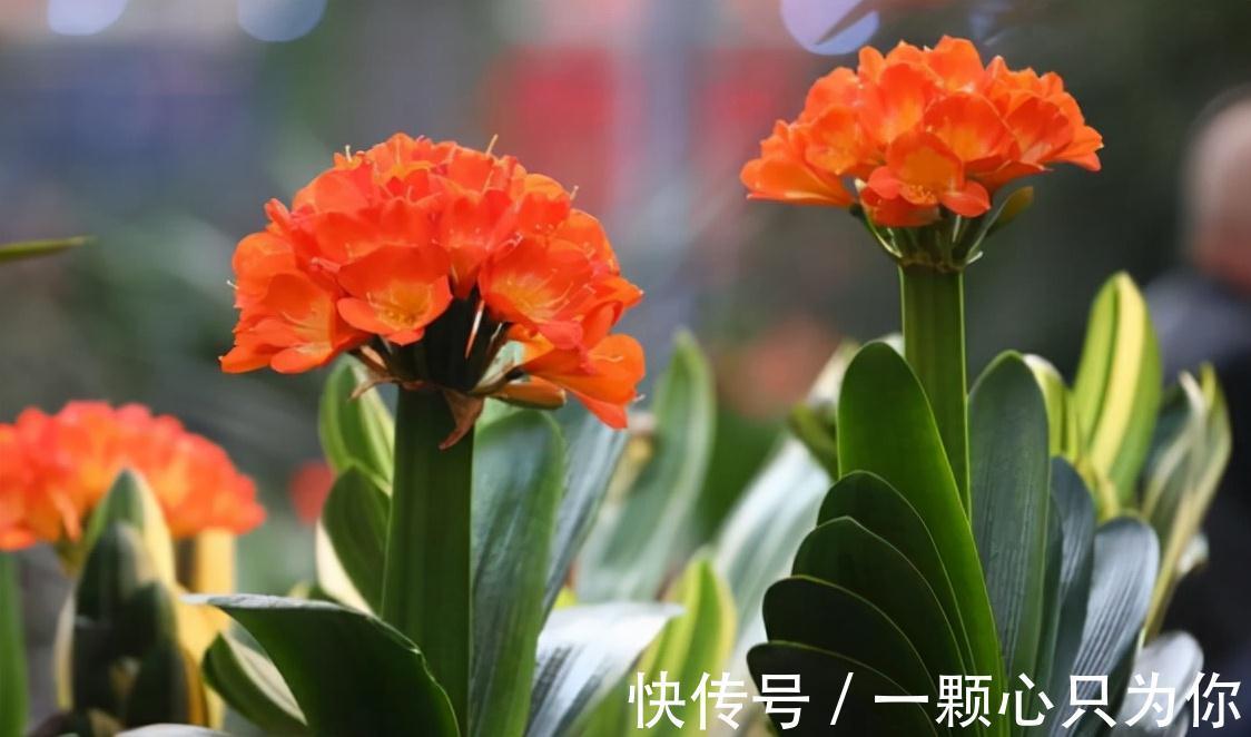 4个“因素”影响君子兰开花,如果操作不当,就会出现“夹箭”