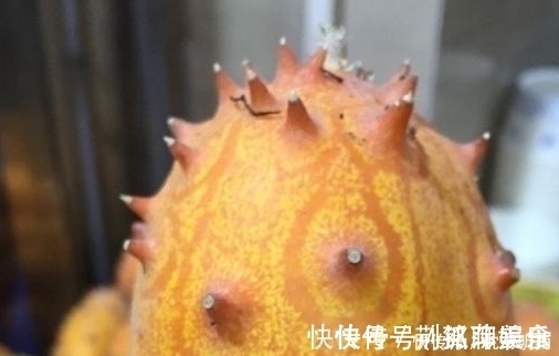 刺角瓜|原产于非洲的水果,引进我国后不受重视,现在才知味道好营养高