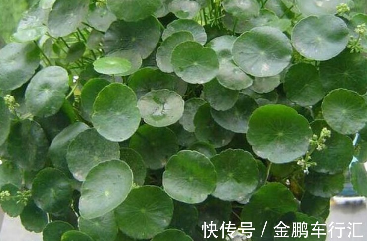 仙人掌|''5种花''是懒人的最爱,有阳光就爆盆,给点水就“疯长”,太好养