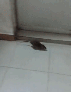 |搞笑段子王:藏在车后面也会被发现,看来是没有下次了