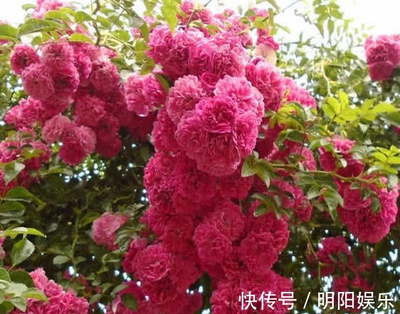 红木香|它是“开花王”，花色美艳一开90天，花量大，养1棵就开成花海