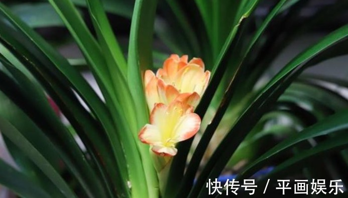 养君子兰长太慢浇水用一点“它”,叶子油绿肥厚,芽也多