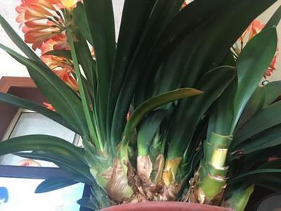 花店老板养花不烂根，黄叶秘诀，浇水加上一点，快死的花都能活