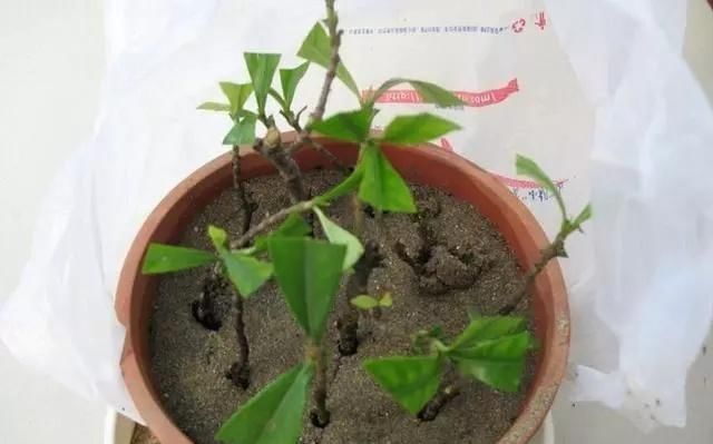 爆盆|7前,这3种花最适合扦插,“养不死”易爆盆,叶绿花还多