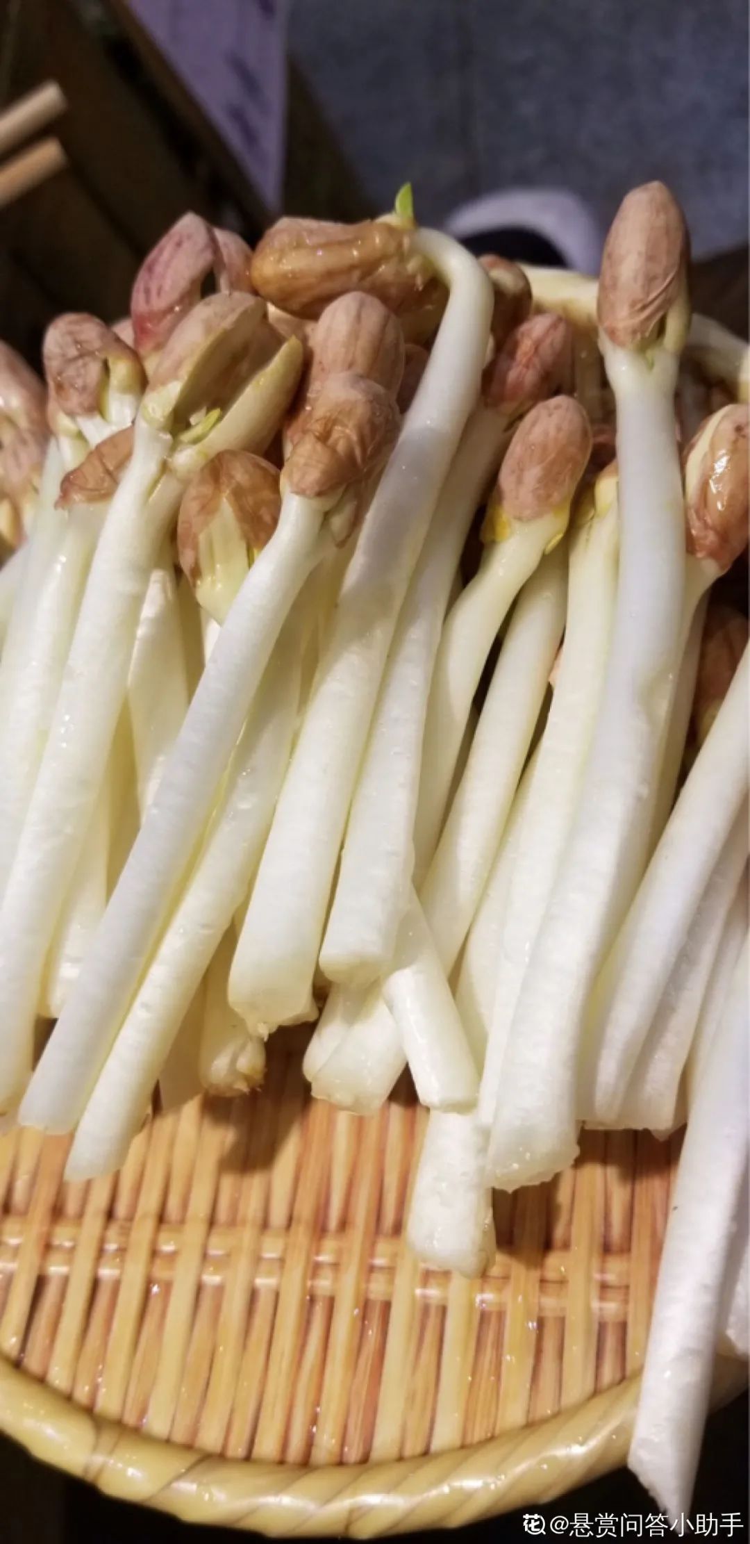 养花技巧1粒花生丢水里,比绿萝好看100倍,沤肥又能做菜