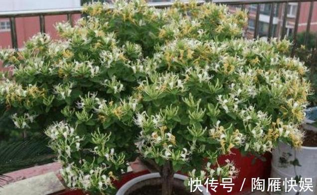 根系|养花别光注意水、肥、光了,多小心2点,选对花盆事半功倍