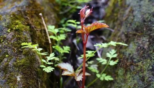 葫芦科|长在农村的“不老草”,在路边不起眼,殊不知营养价值不输人参!
