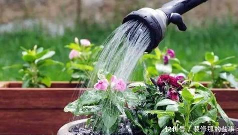 花卉|夏天养花，别犯3个错，避免黄叶烂根，过不去夏