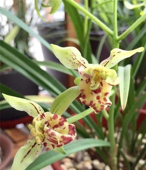  开越|此兰越开越“奇特”，花型饱满，香味扑鼻，已成为无法超越的经典