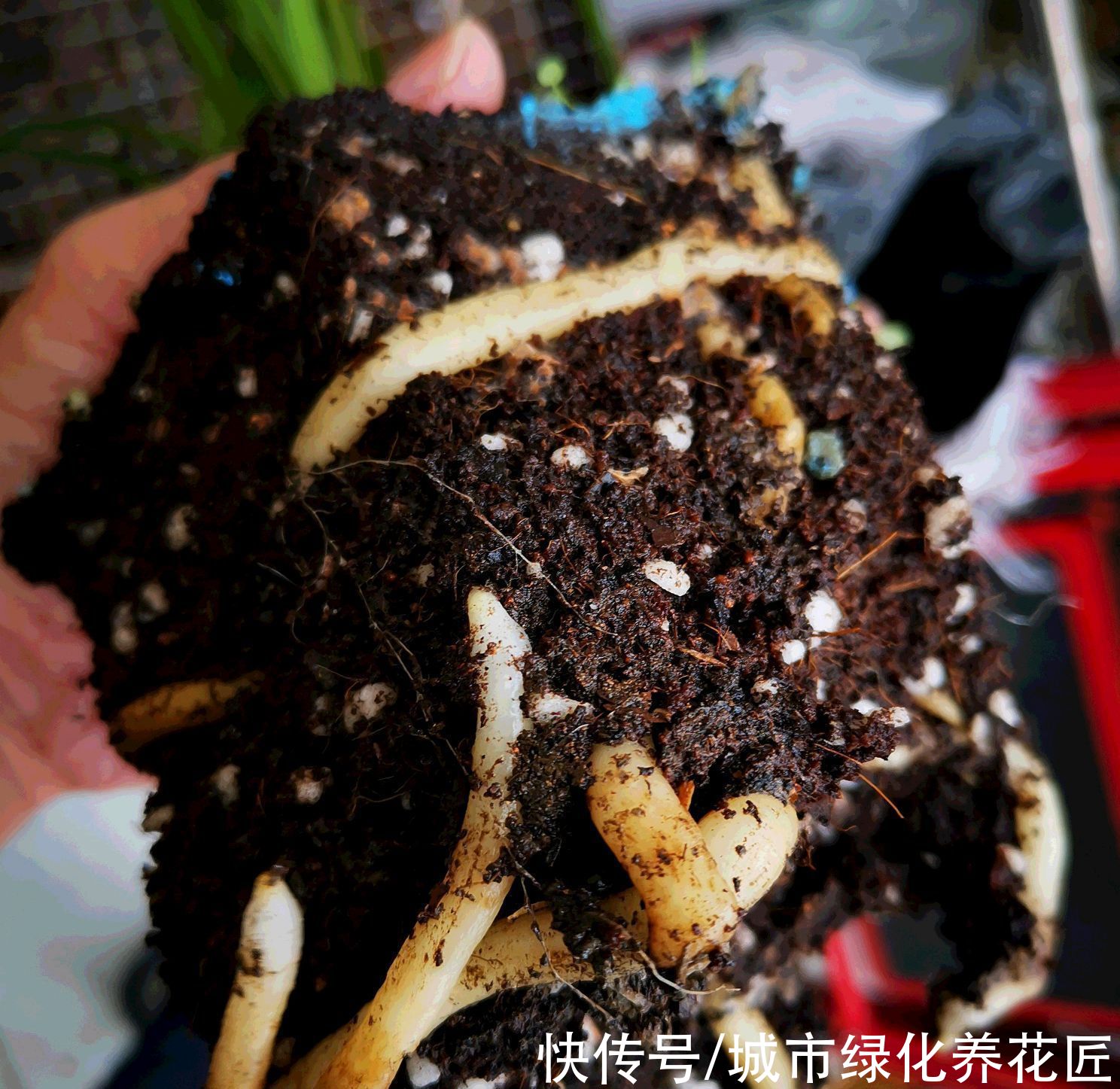 兰花真难养啊，十根九空，哪个环节出问题？