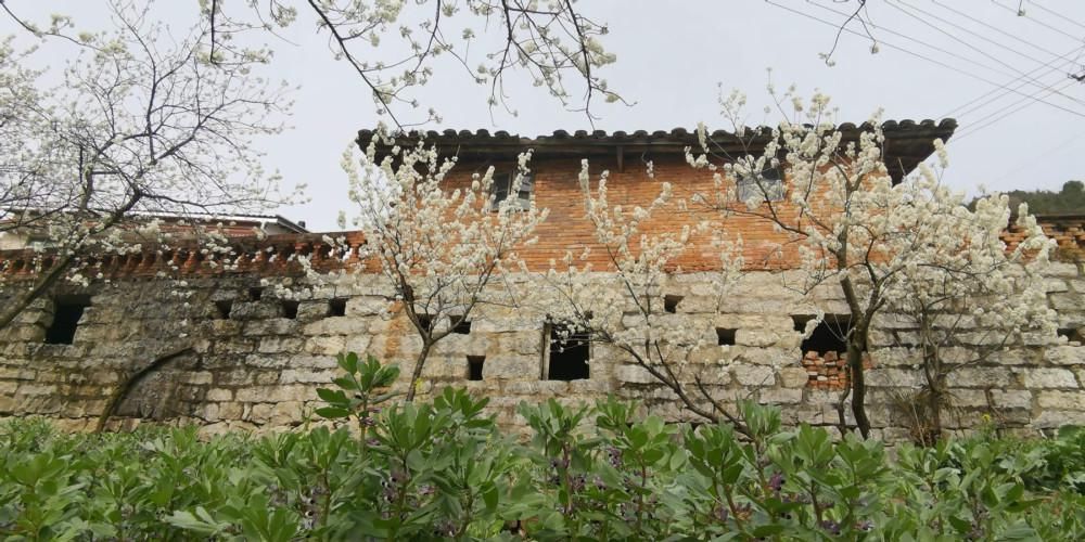 春节赏花好去处，广元5000亩樱桃花迎春绽放，美成仙境！