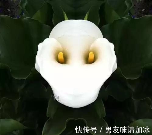 奇花、奇花、奇花、罕见奇花,赶快打开欣赏吧