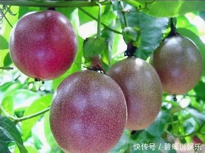 百香果|最适合阳台种植的5种盆栽水果，结果多、好养活，健康又美味！
