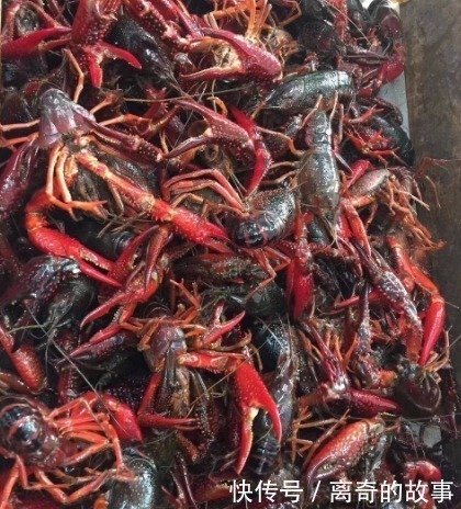 红壳虾|同样是小龙虾,“青壳”和“红壳”的区别其实很大,看完涨知识了