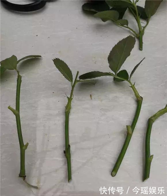 2种扦插法，插什么活什么，养花人都要会，新手也能做得好！