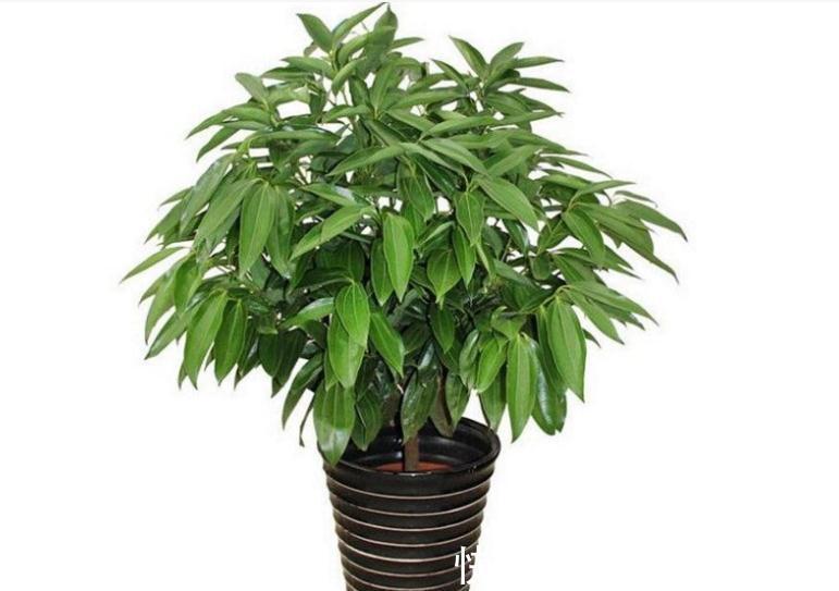 客厅见树,家业稳固!适合客厅养的五种树,大气美观,幸福感倍增