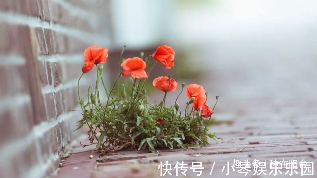 “舞草”虞美人,当微风拂过阳台,它如同飞舞的彩蝶栩栩如生!