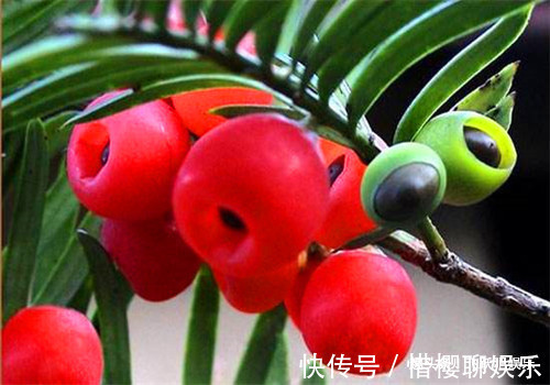 人参果|聪明人最爱吃4种食物，排毒养颜、排毒素清，有益健康