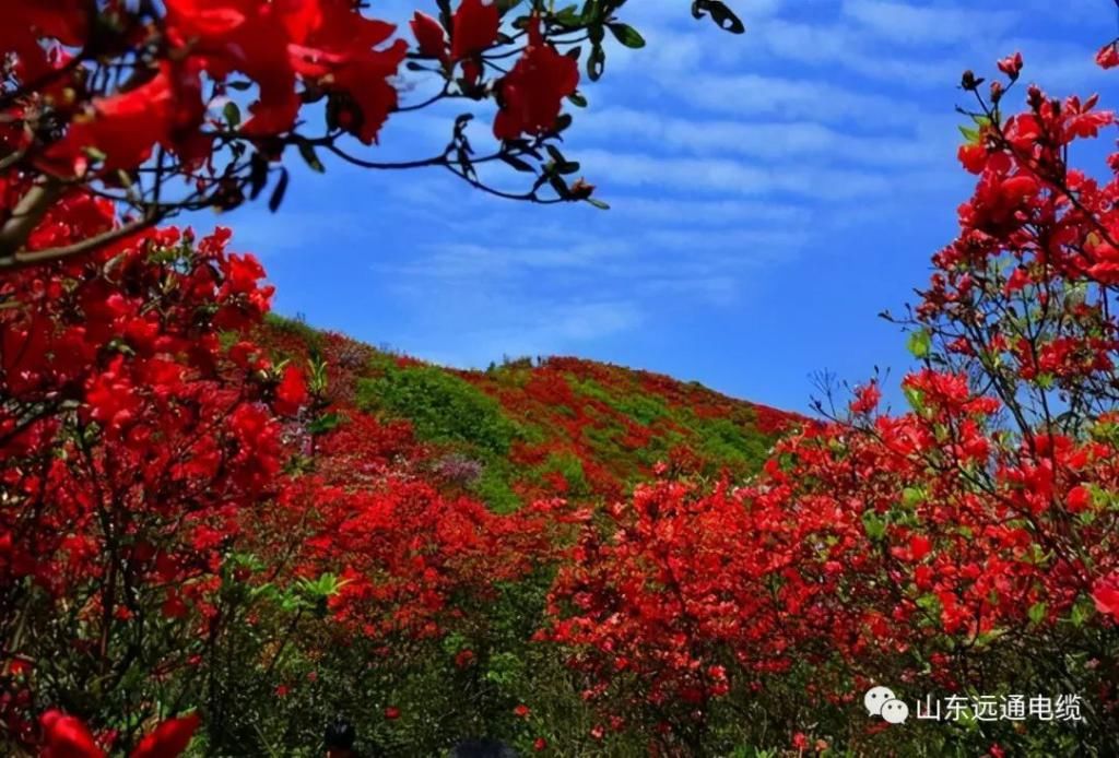 又是一年赏花时！踏春攻略，浪漫花与海