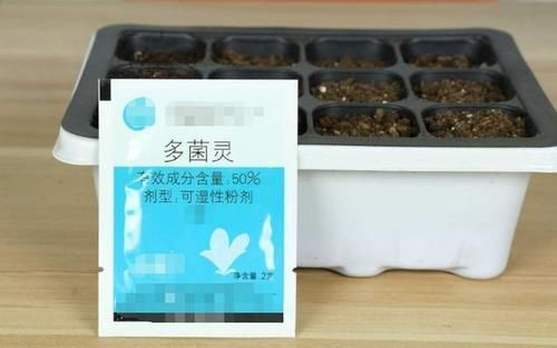 养花担心土里“藏”虫，就先学会这几招，给它们消消毒