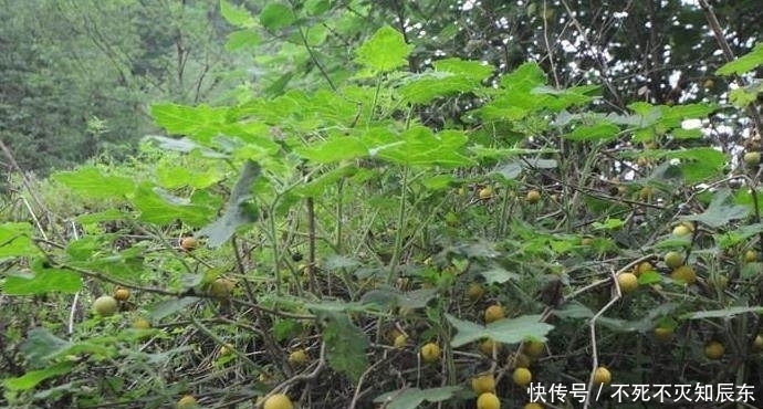 黄果茄|农村这野果像“西红柿”,人称“牙痛果”,但遇到了可不要采