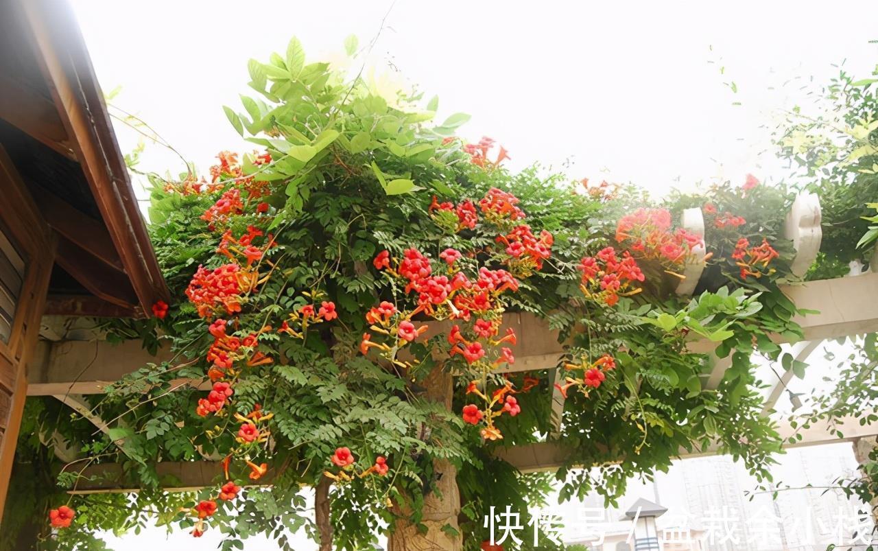 凌霄花|9种漂亮花,热不死晒不怕,开花大半年,没有病虫害,38度成花海