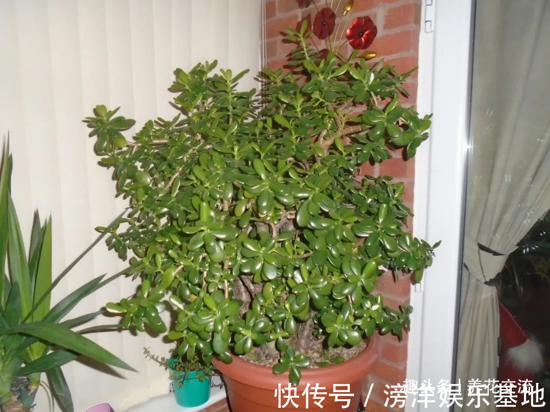仙客来|勤养鱼,懒养花,10种要粗养才长得好的室内盆栽