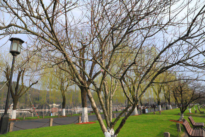 苏堤白堤的第一株桃花都开了 比往年提前一个月