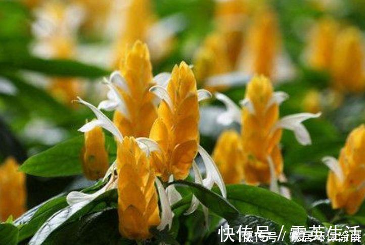 养花就养3种花，家里养一盆，开花漂亮花期长，谁养谁喜欢