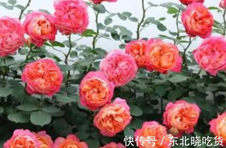 喜欢月季花养2种就够了，粗放管理，四季开花不断