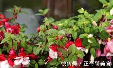 花瓣|三种花有钱人最喜欢,养在家里既招财又能接好运,好看还易养