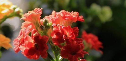 长寿|3种“长寿”花草,家里养上几盆,家人更健康,一起来看看吧!