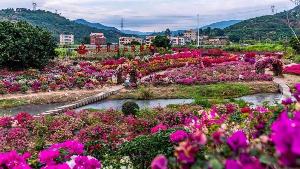 全国都在羡慕厦门！冬日里依然百花齐放，美爆了！