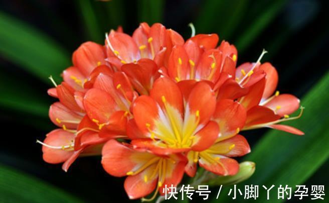 秋冬养君子兰，经常做4件事，叶大油绿开花美，开完一茬又一茬