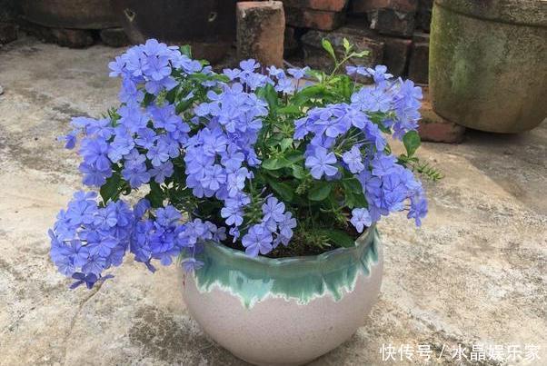 夏季|春夏交替,养啥花省心简单家庭盆栽5款植物,装饰效果佳