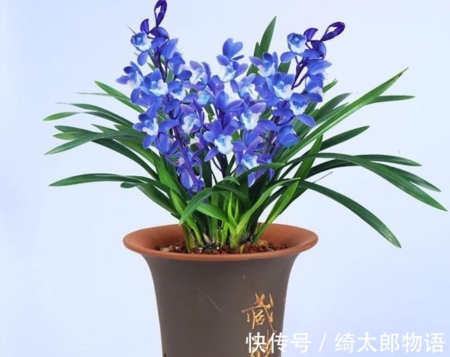 国兰|此兰是我国独有,曾88万一盆,现一苗不足百元,养一盆真值