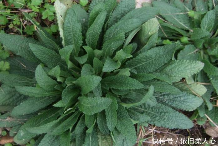 咳嗽|天气干燥,咽喉肿痛痰多难受此药泡水喝,咳嗽不咳,胜过止咳药