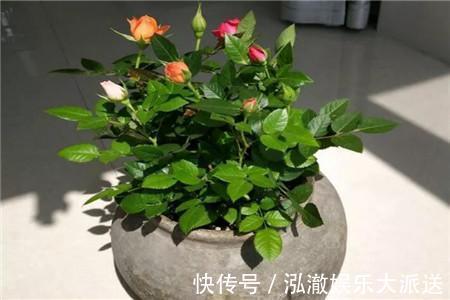 温度过高|客厅2个地方,千万别养花,不能忽视,养了也尽快搬走!