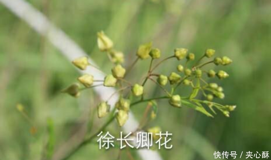 治疗|农村一种野草,蛇见到掉头,药用价值高,治疗牙痛有奇效,了解下