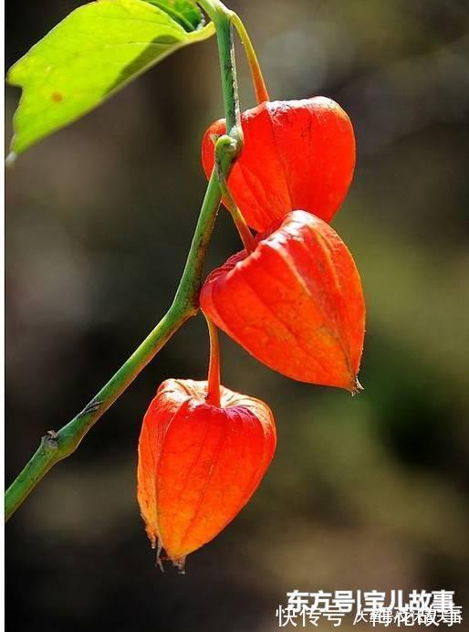 戈力|有一个“姑娘”, 全身都是宝, 不知道你认不认识她