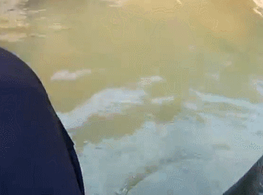 颜色|和朋友深山钓鱼,意外钓上“奇鱼”,鱼鳞大,颜色也特别,什么鱼