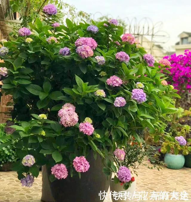 3种花养在小盆里，2年变老桩，茎干粗壮开花香，1次能开50朵