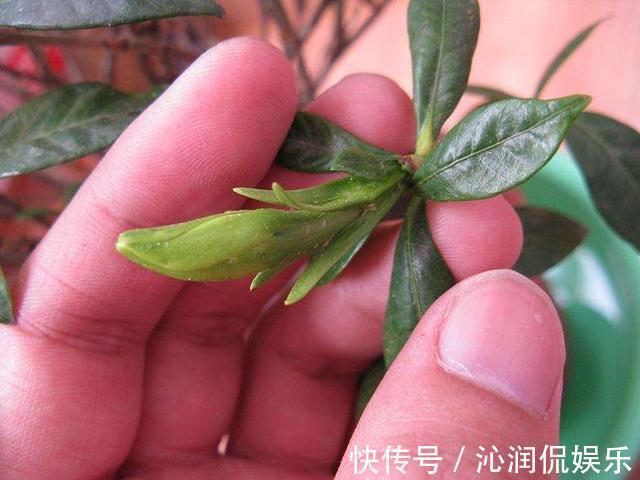 虫子|家里无论养啥花，提前做“3步”，以后虫子少、不烂根