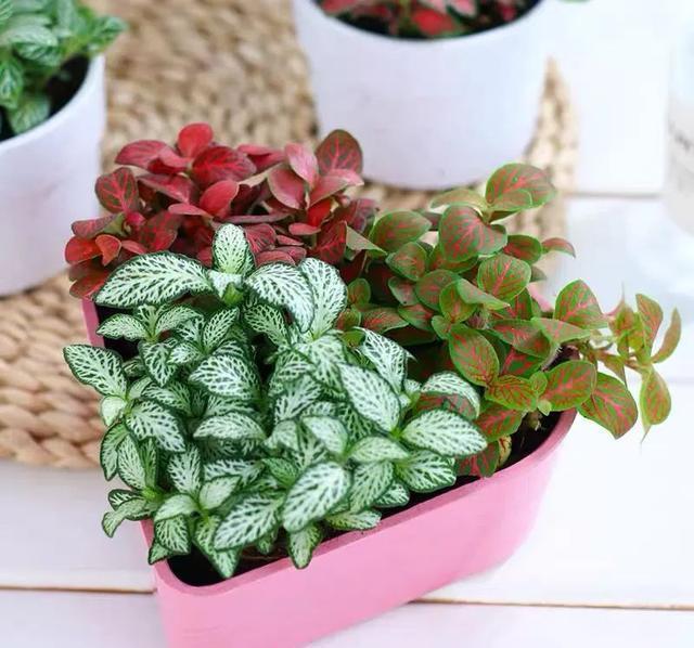 清新|办公桌养几盆网纹草,叶子比花还好看,清新又养眼