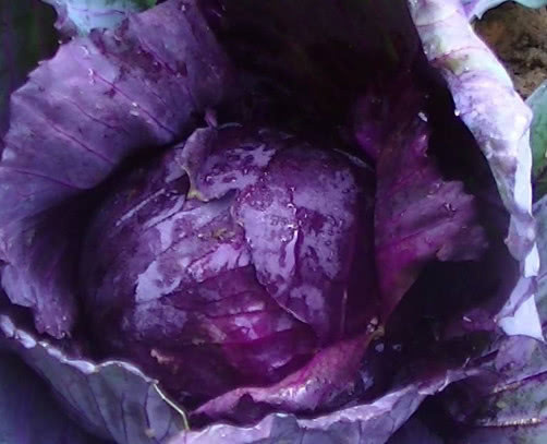 紫甘蓝脆爽营养多,教你挑紫甘蓝的3个小窍门,选到新鲜的紫甘蓝