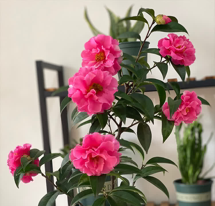 都说茶花很难养,记住几个小技巧,枝繁叶茂,时间到了就爆盆