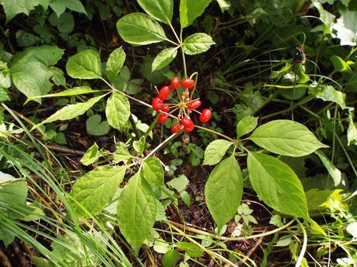 止渴|一味药补气、益血、生津、止渴,补脾益肺,当之无愧的补气第一药