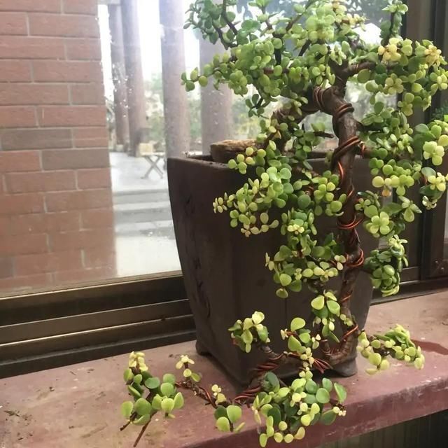 叶片|有名的“12种旺财花”,吉祥又大气,养成老桩更“旺家”