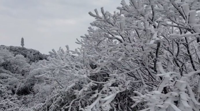 寒潮来袭，金佛山下雪啦